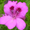 せせらぎの花