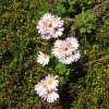 せせらぎ緑道の花1