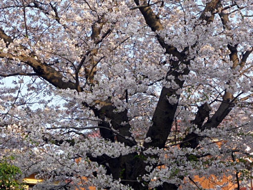 入江川せせらぎ緑道の桜