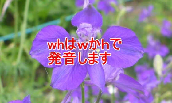 ｗｈの発音のタイトル画像