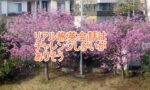 リアル旅英会話のタイトル画像