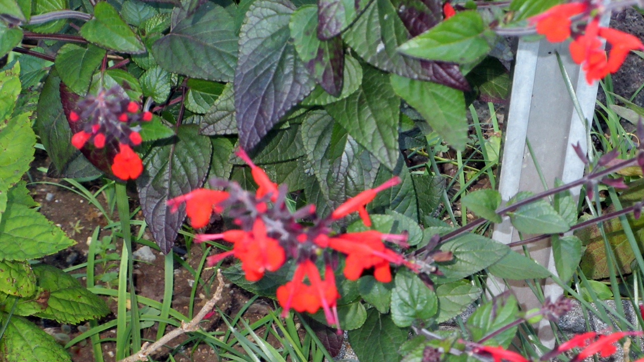 近くの花にカメラを向けて撮影