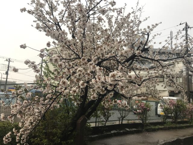 2022年4月4日雨模様の桜2