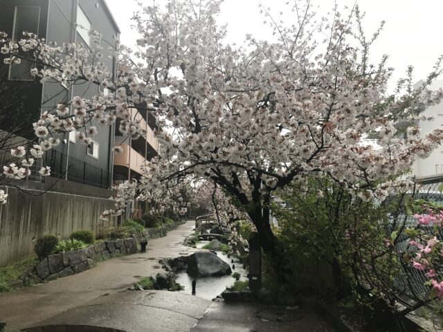 2022年4月4日雨模様の桜1