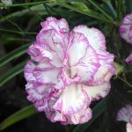 響橋近くの花1