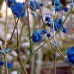 冬の花