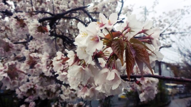 2022年4月4日雨模様の桜2アップ