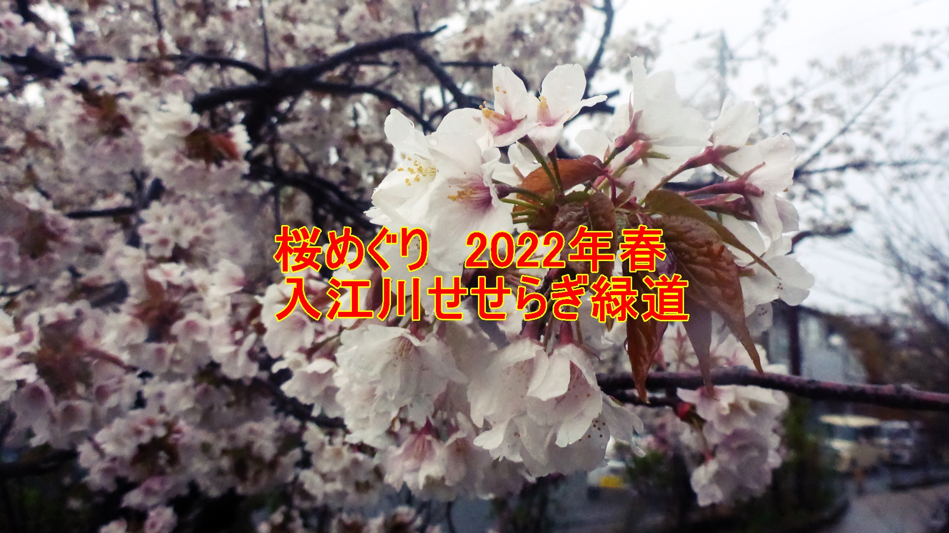 20220404sakura-title