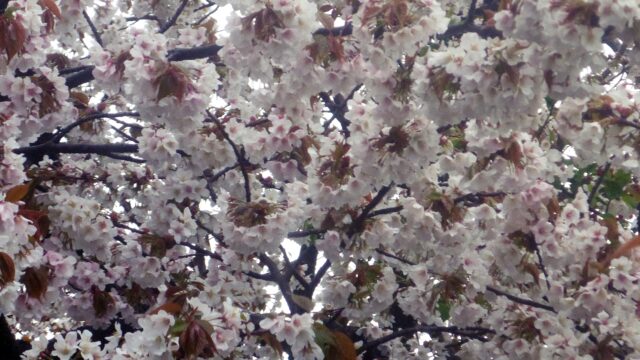 2022年4月4日雨模様の桜1アップ