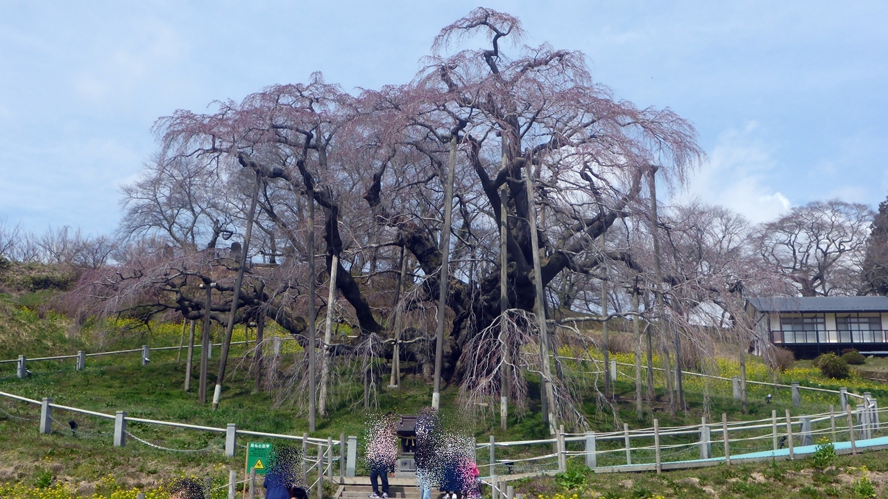 三春滝桜の開花前の全貌