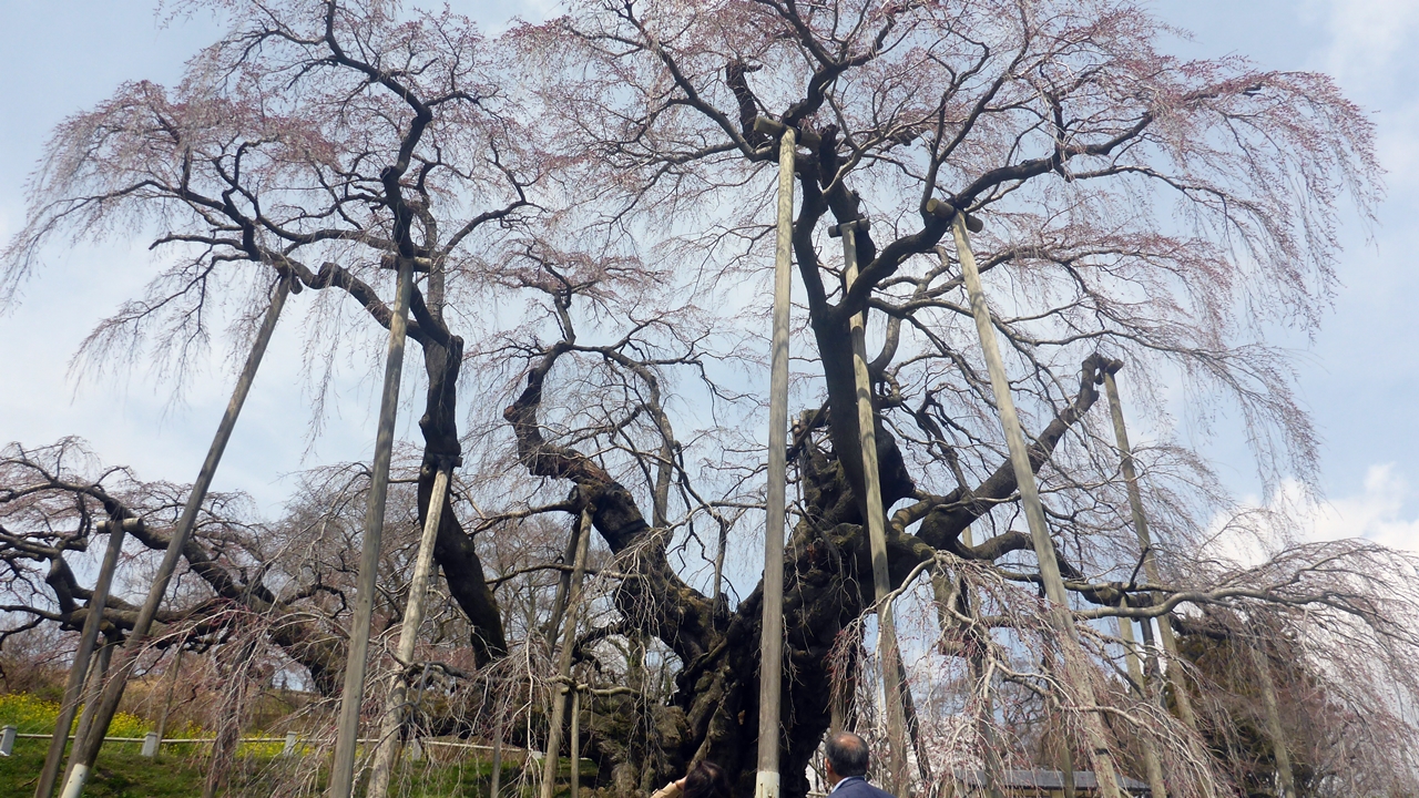 三春滝桜の開花前の様子