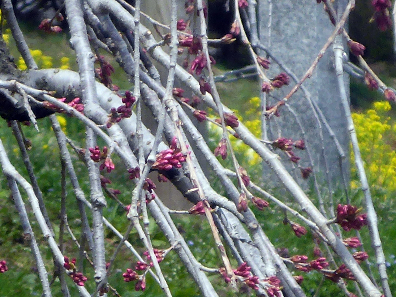 三春滝桜のつぼみがほころびかけている枝のようす
