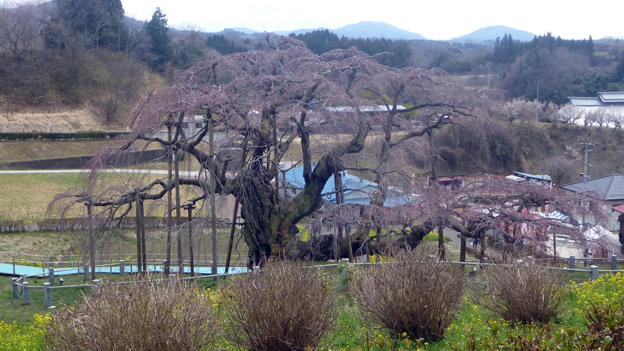 三春滝桜の開花前の全貌
