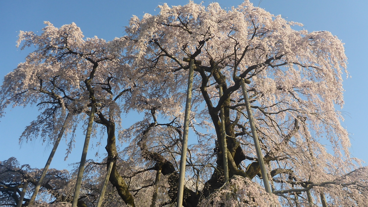 三春滝桜の頂上部分