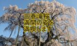 三春滝桜のタイトル画像