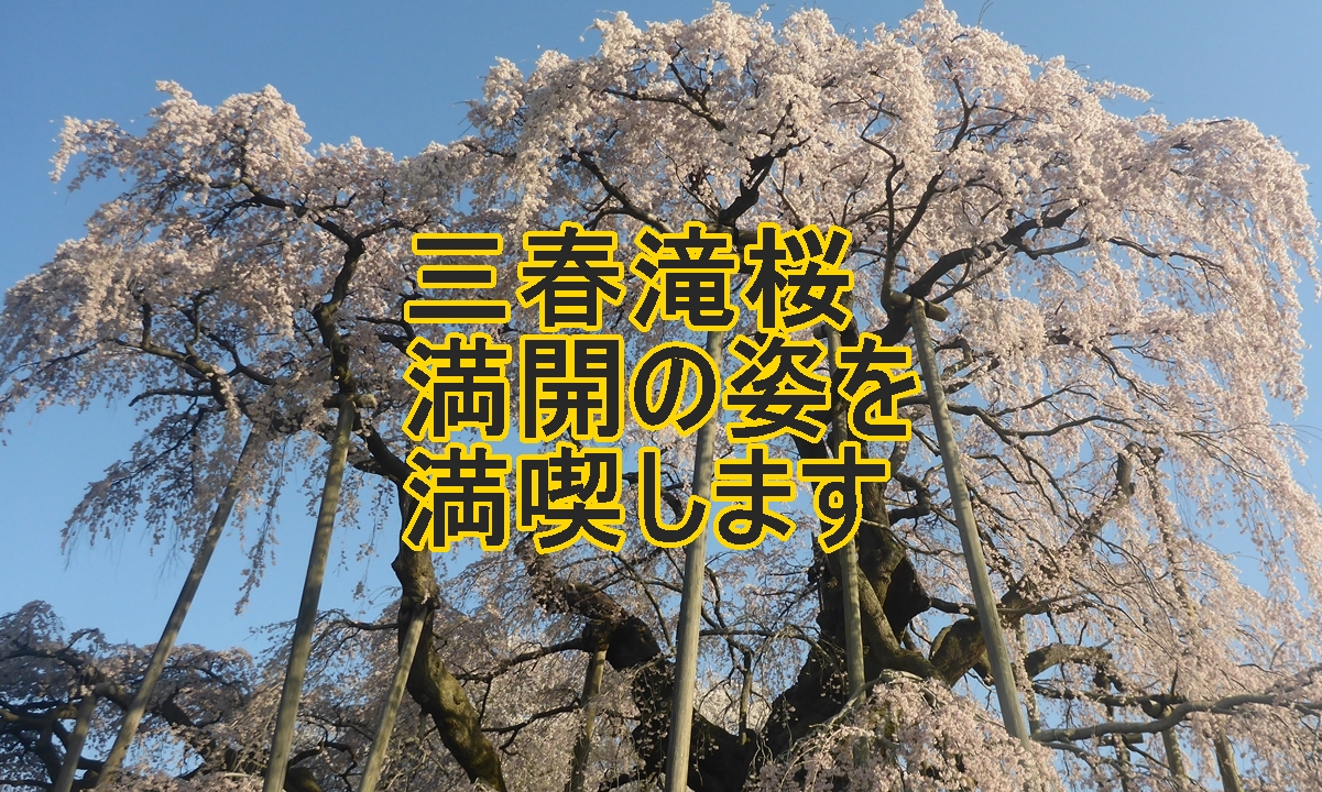 三春滝桜のタイトル画像