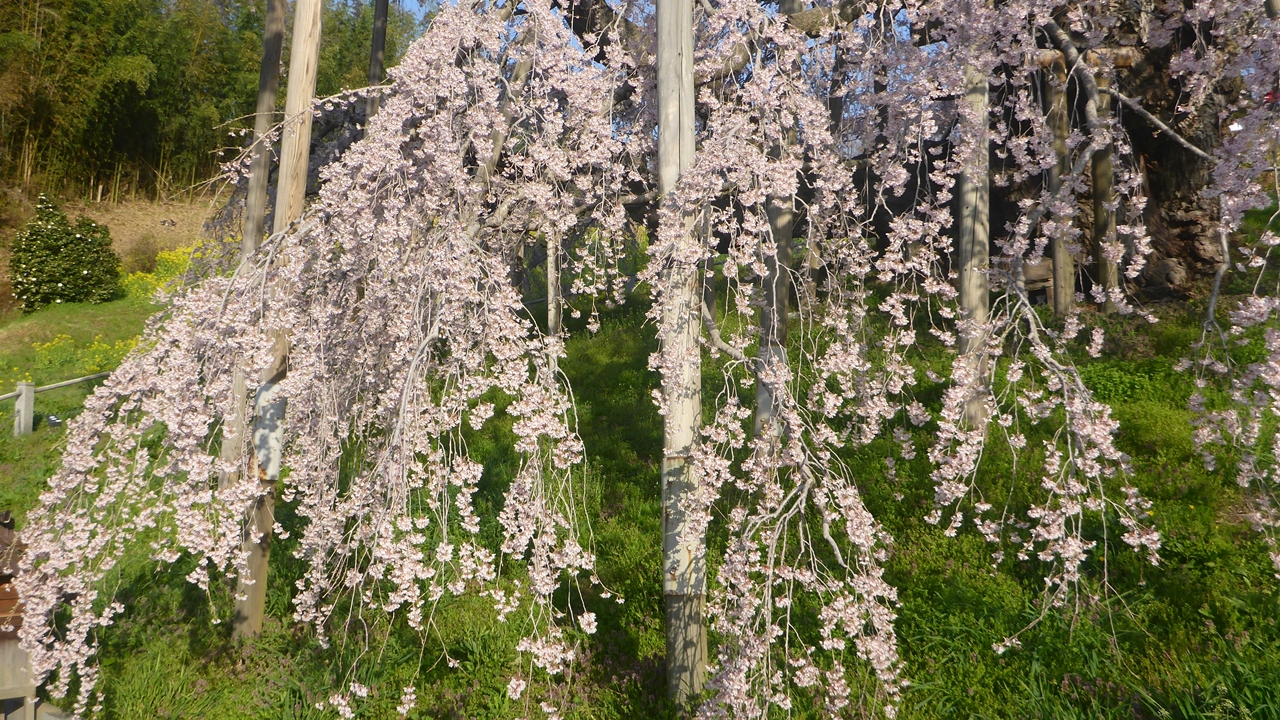 三春滝桜のしだれ部分1
