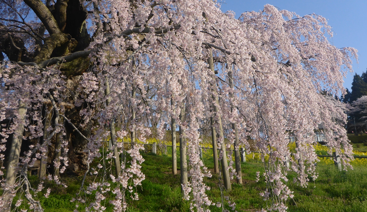 三春滝桜のしだれ部分2