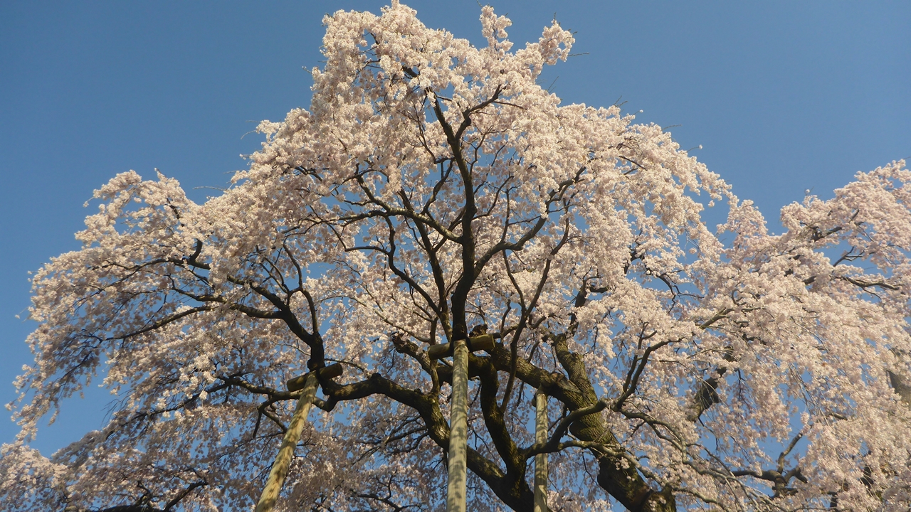三春滝桜の頂上部分のアップ