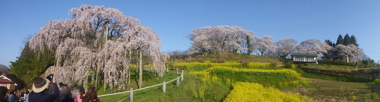 三春滝桜と背後の桜のパノラマ写真