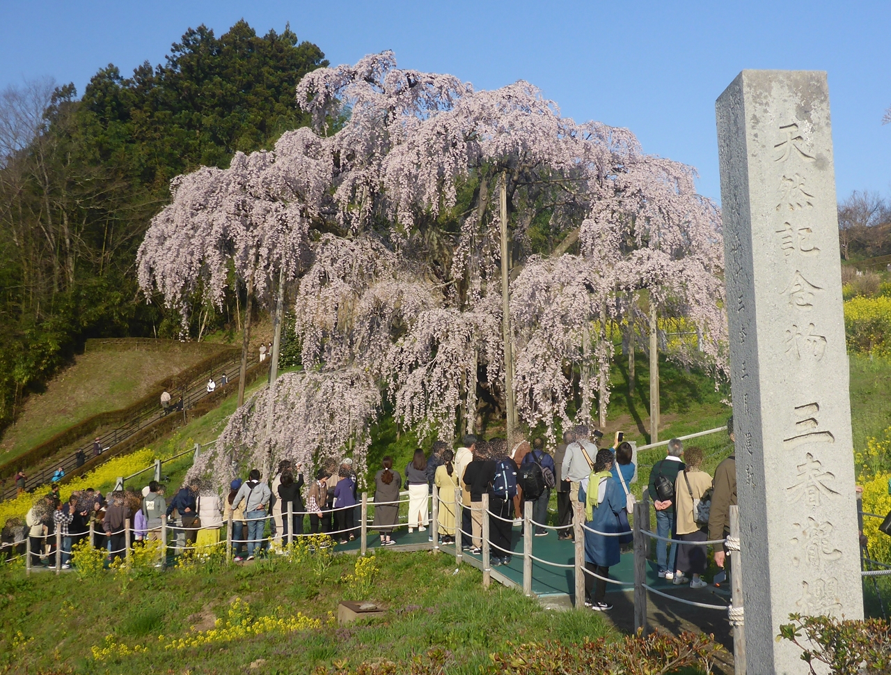 三春滝桜と石碑