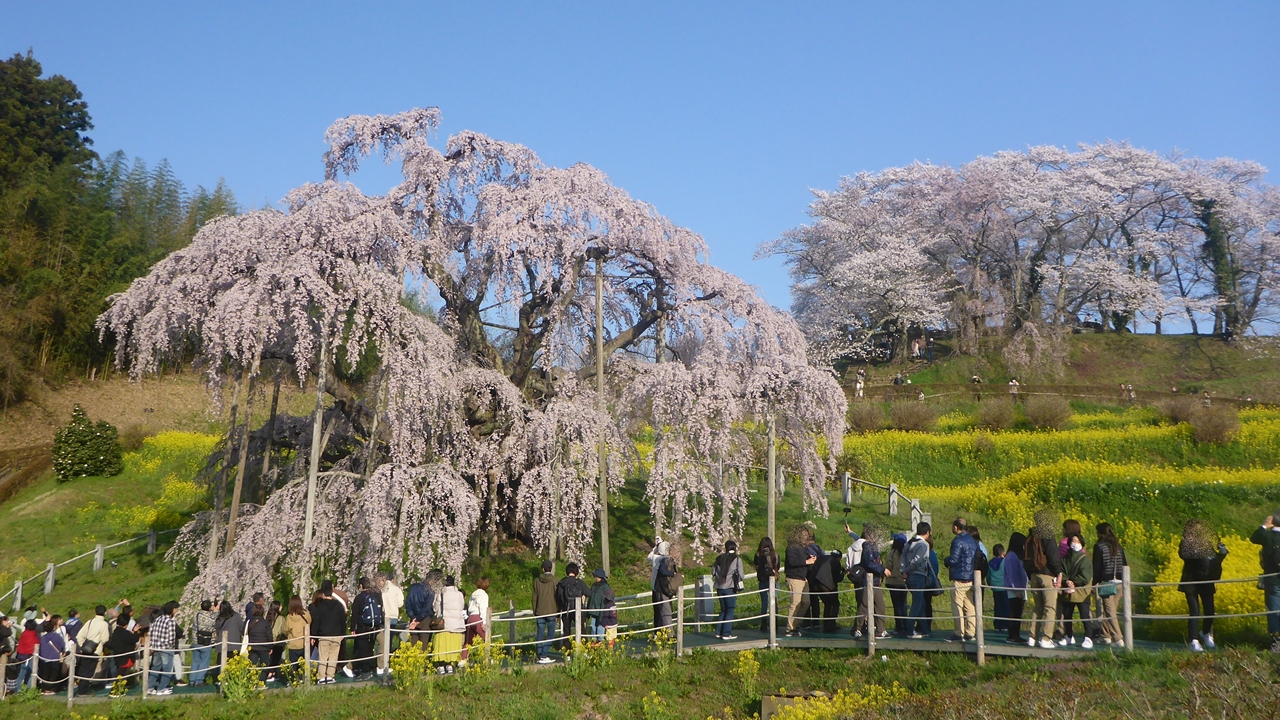 三春滝桜と人々