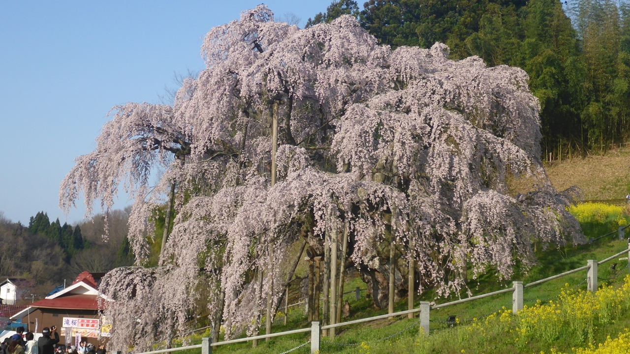 三春滝桜を周囲から眺める1