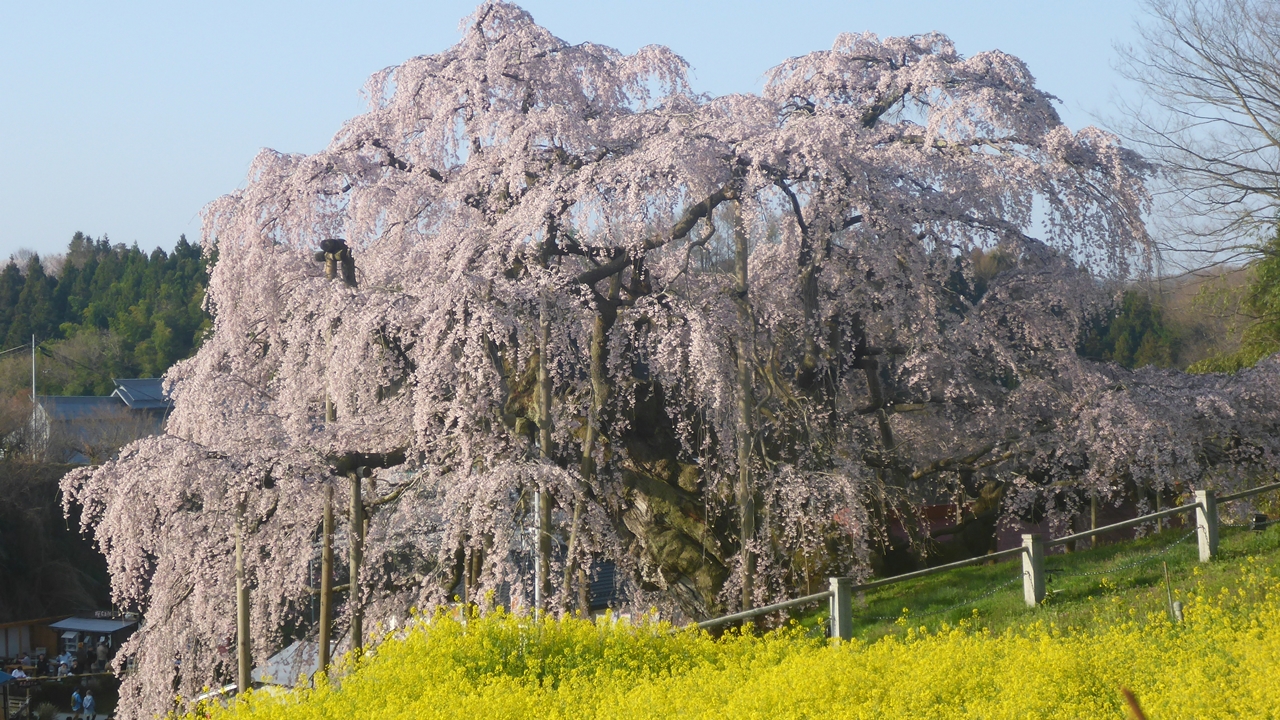 三春滝桜を周りから眺める2
