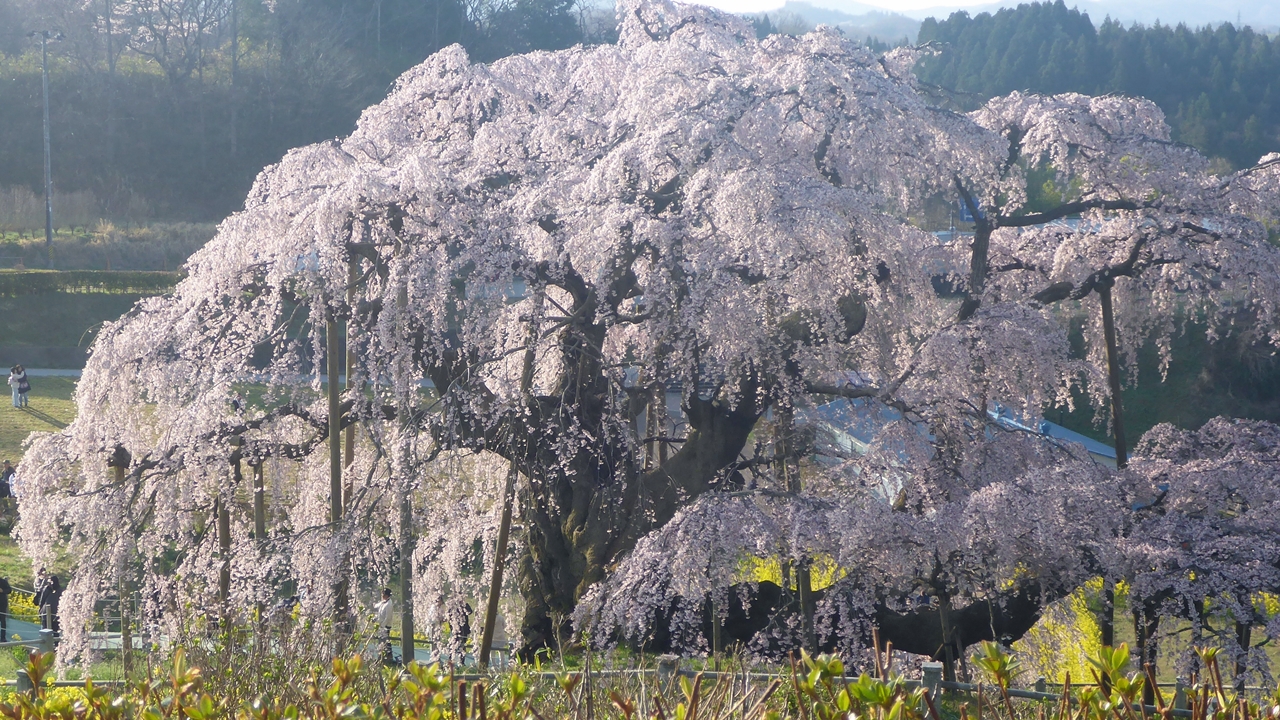 三春滝桜を周りから眺める3