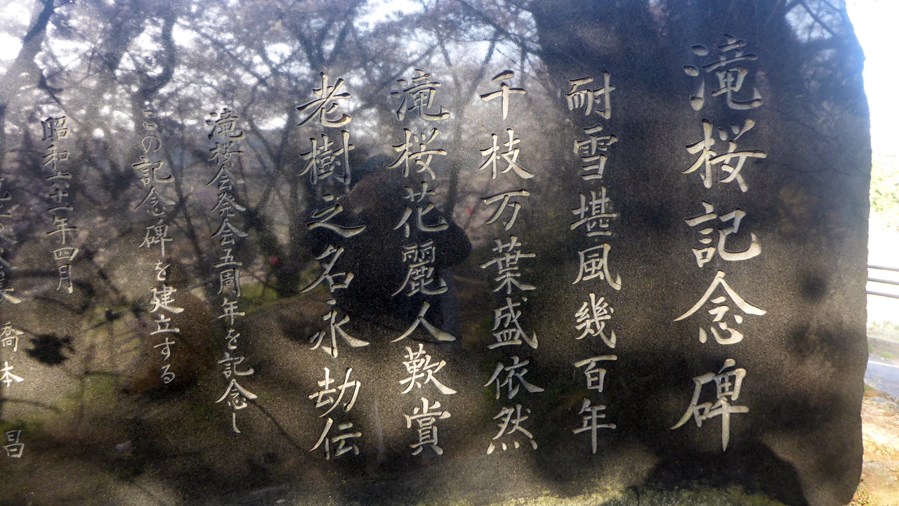 滝桜記念碑