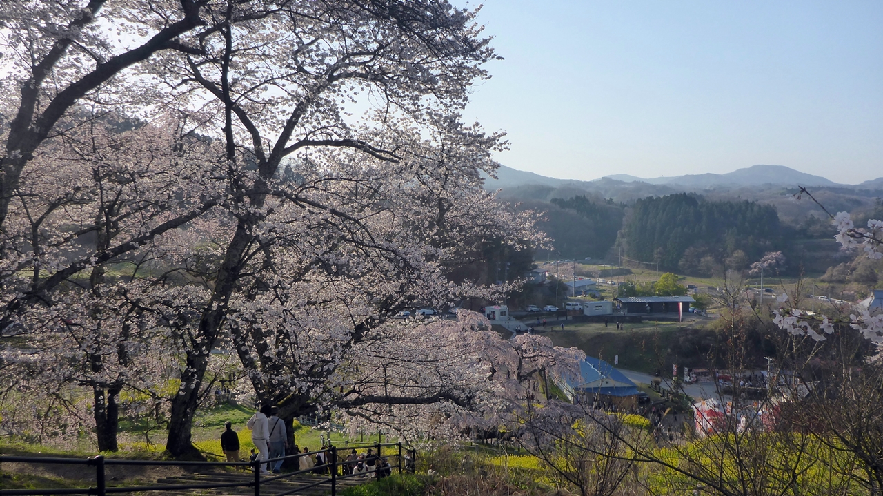 三春滝桜の丘の上から見下ろした風景