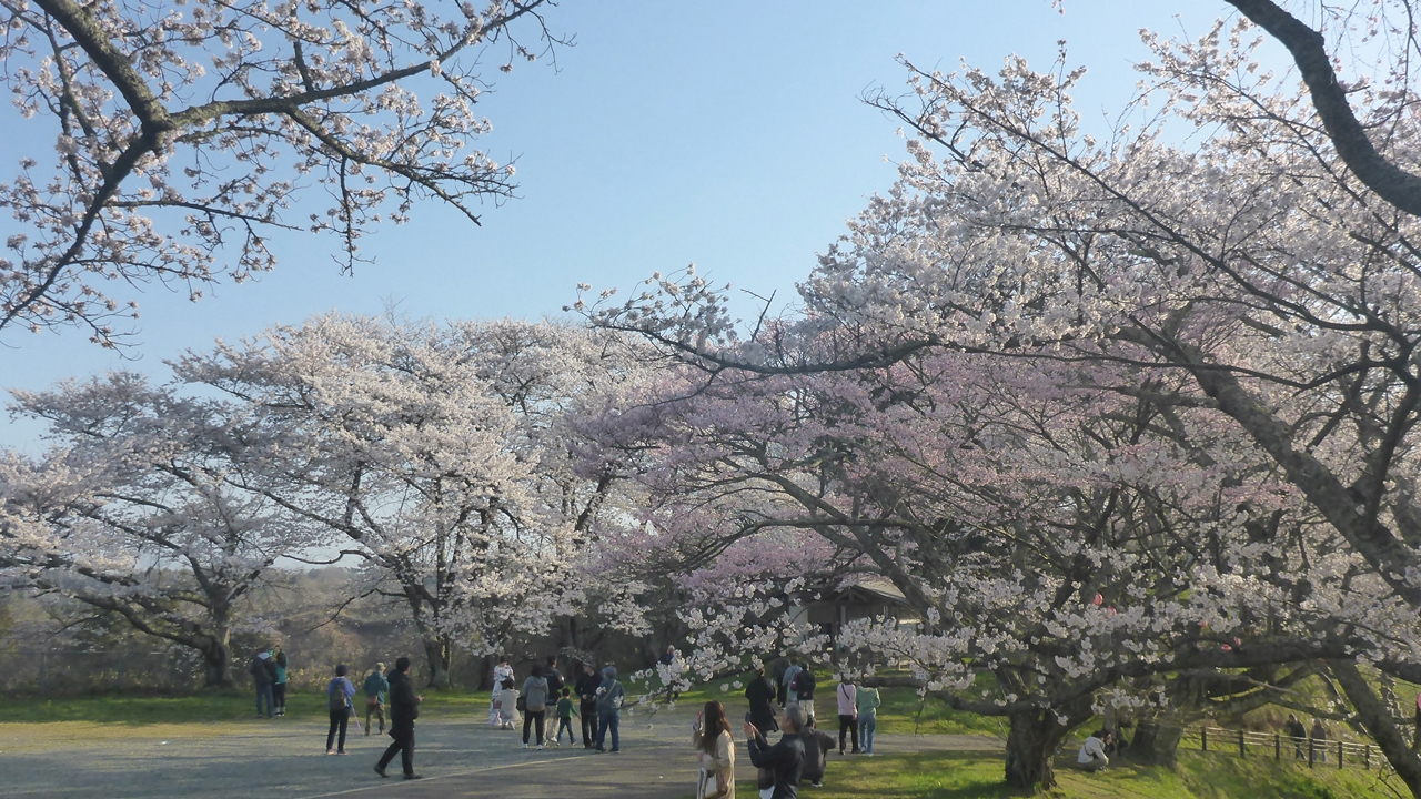 三春滝桜の丘の上の桜2