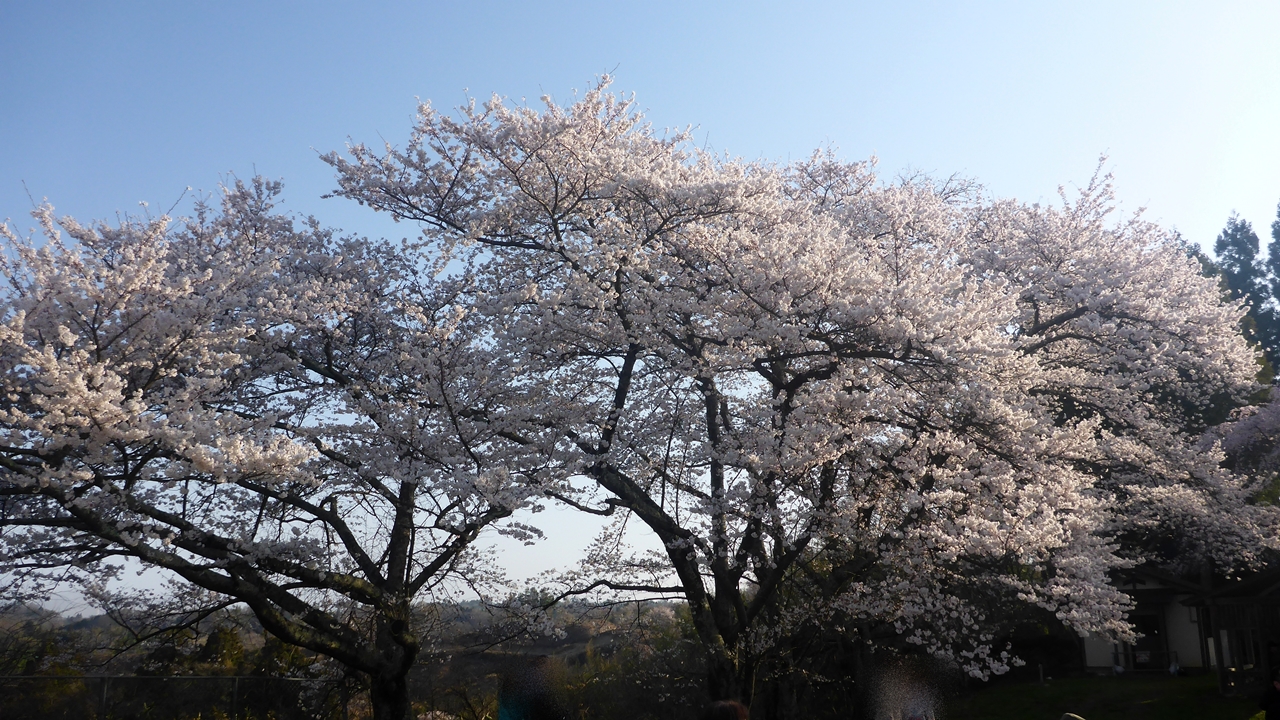 三春滝桜の丘の上の桜
