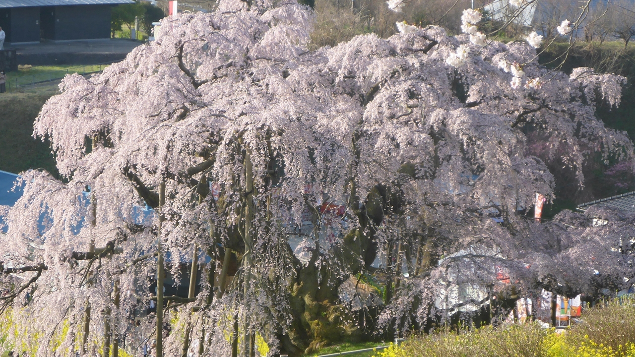 三春滝桜を周りから眺める4