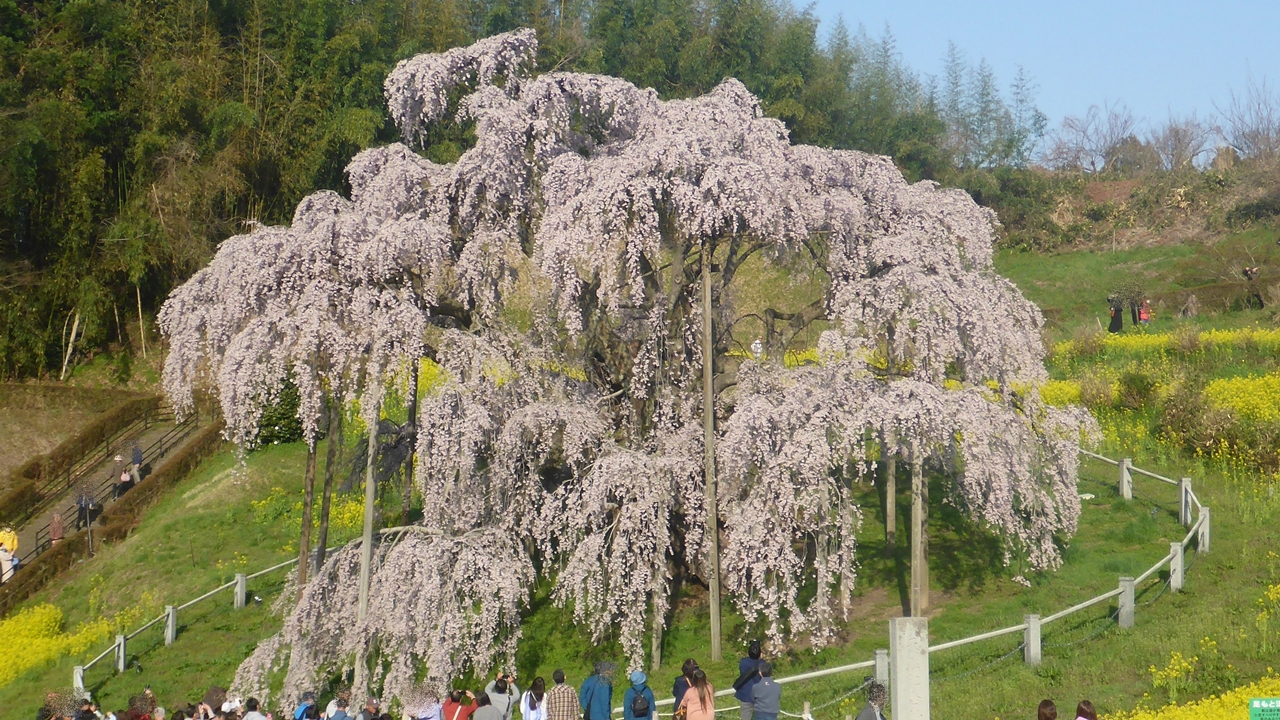 三春滝桜を周りから眺める5