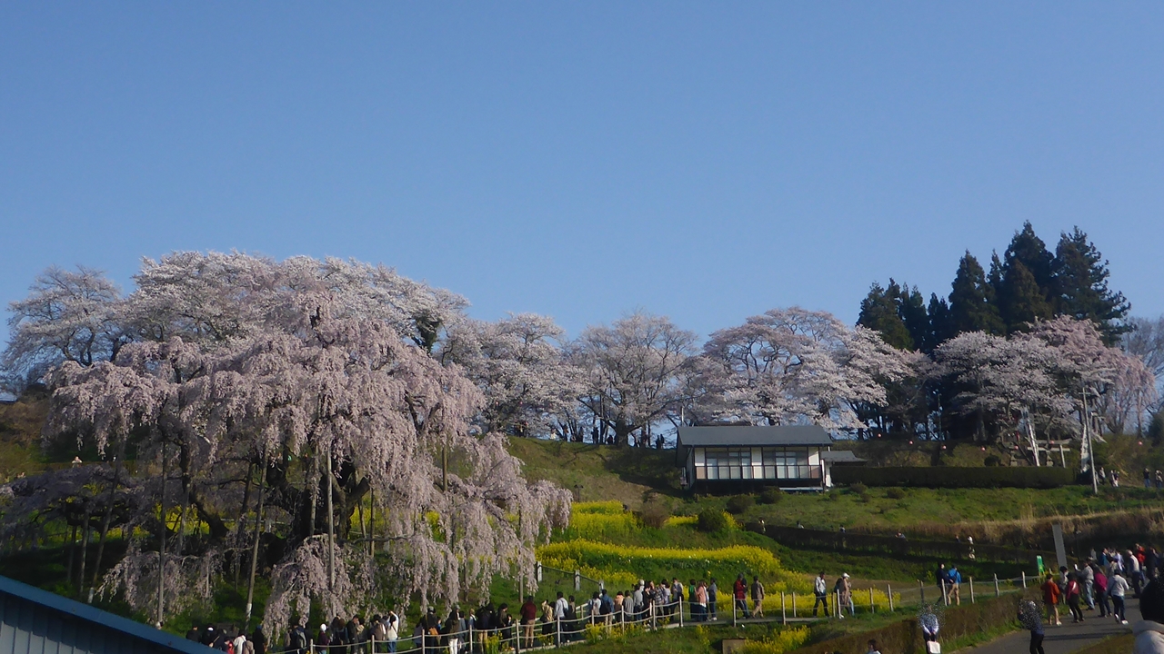三春滝桜と丘の桜