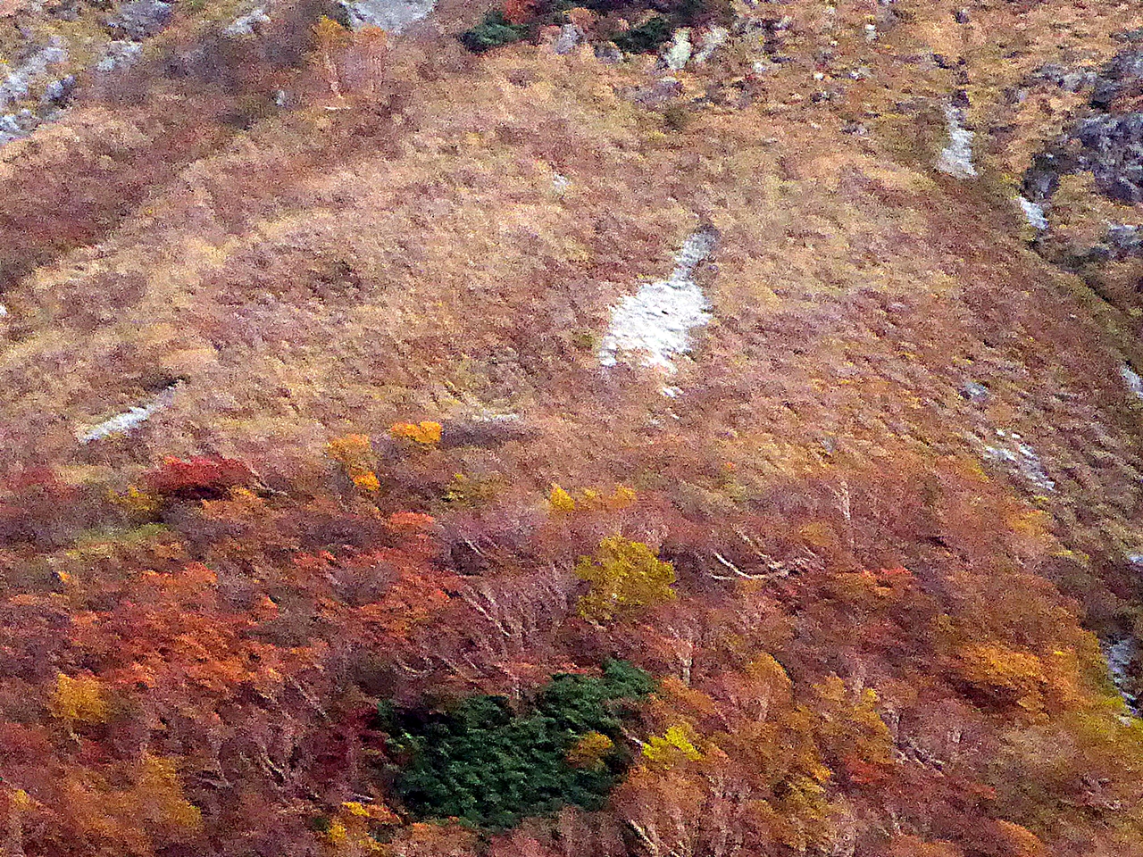 涸沢の紅葉の名残