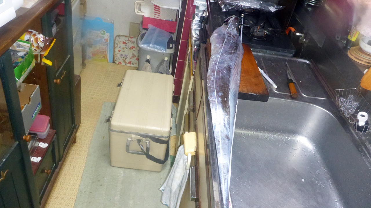 タチウオの身長測定(1/2)