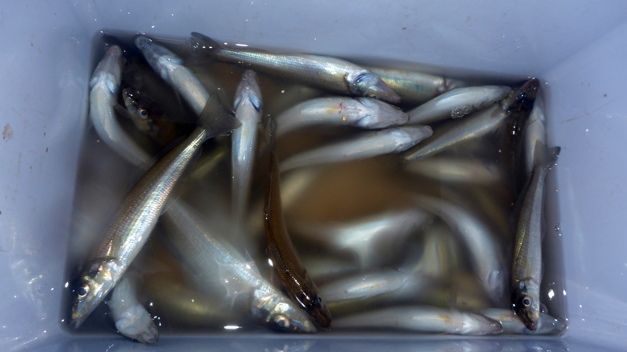 キス40匹の釣果