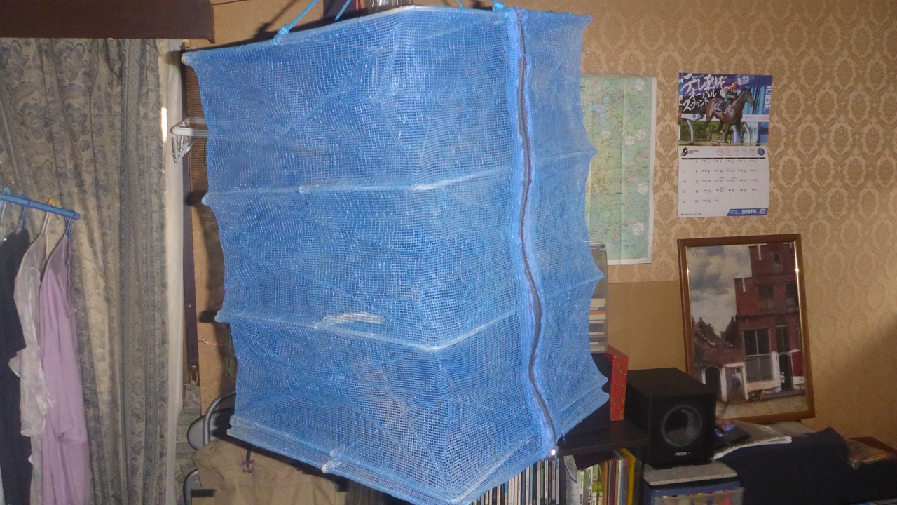 キスを室内で一夜干し