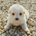 子犬