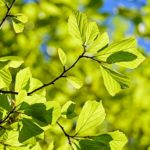 percian-oak-wood