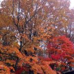 紅葉07