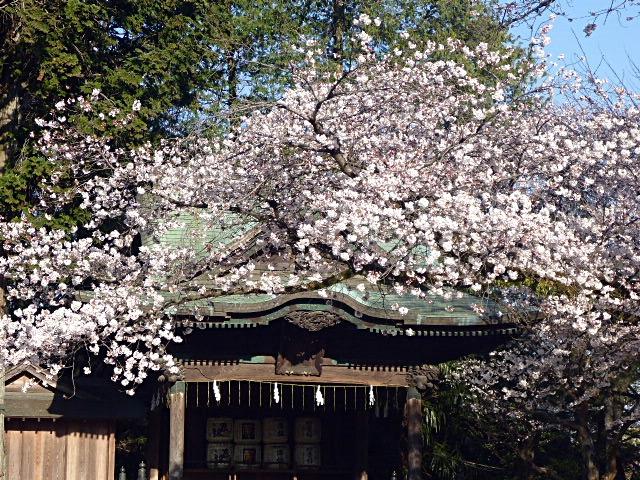 二荒山神社の桜
