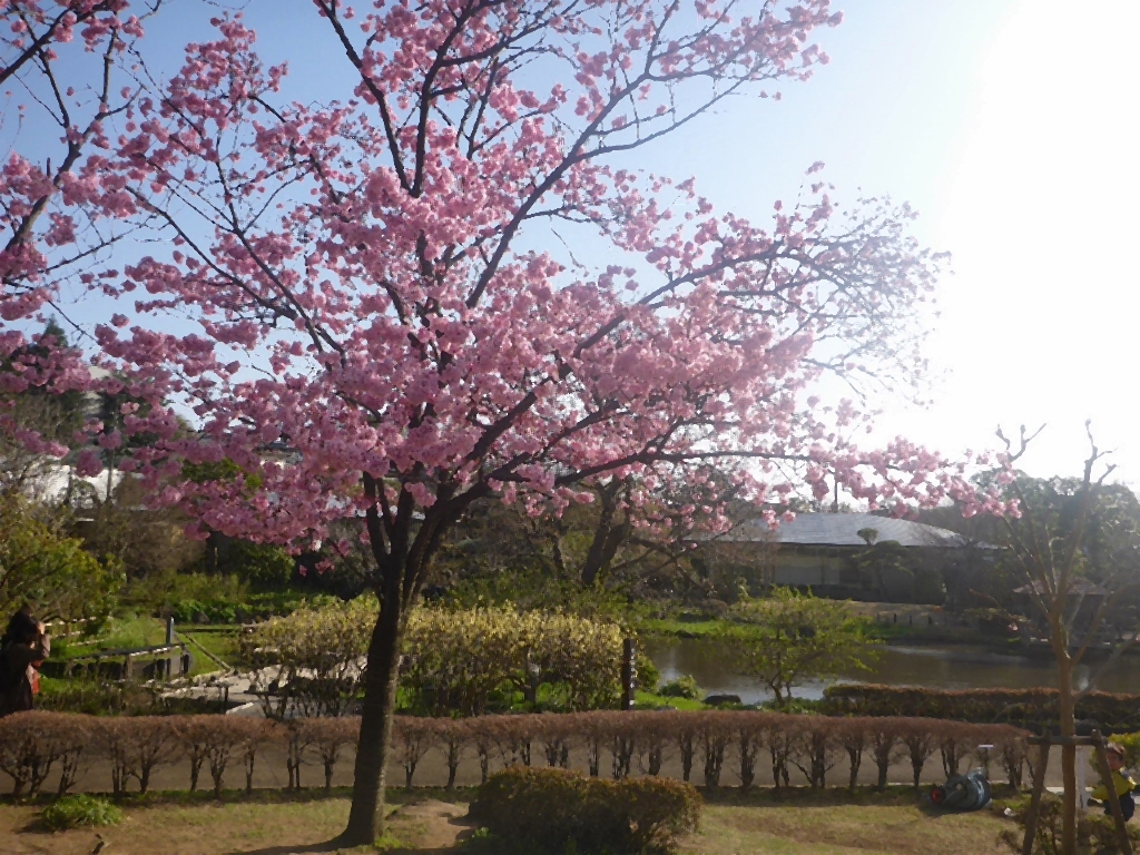 馬場花木園の桜