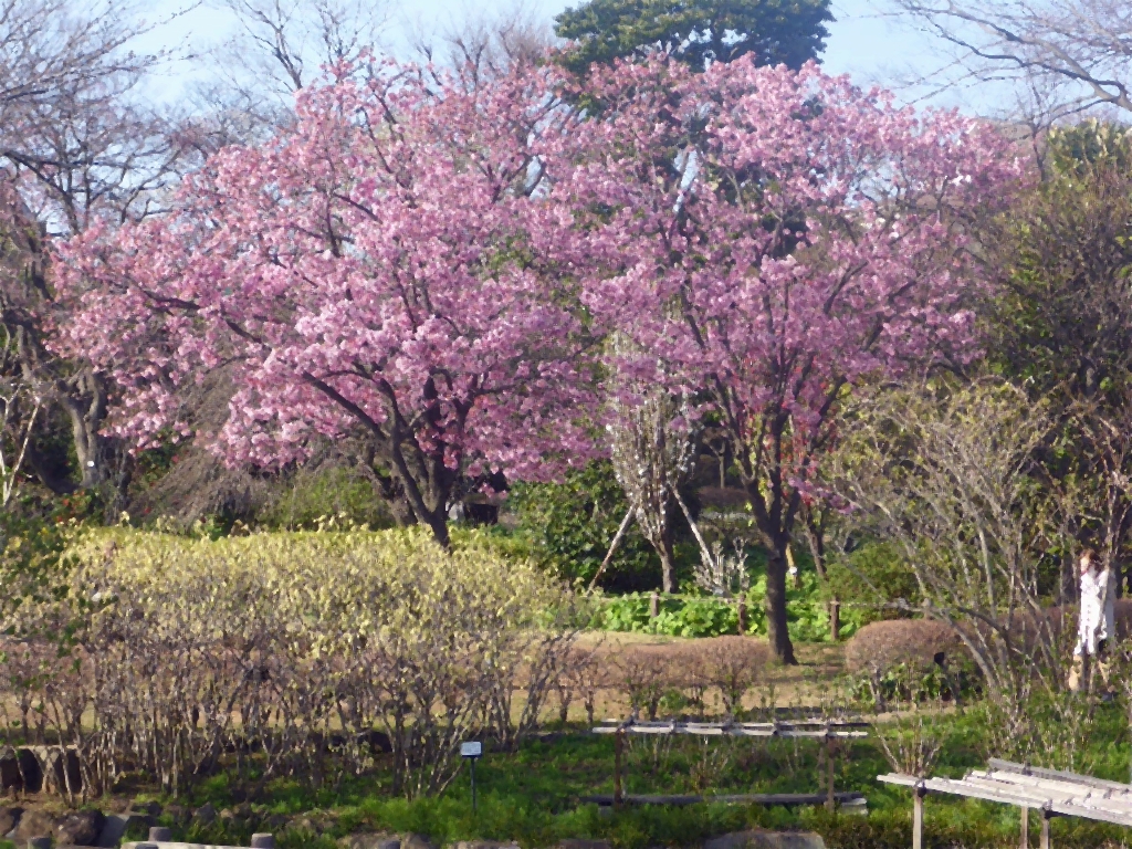 馬場花木園の桜