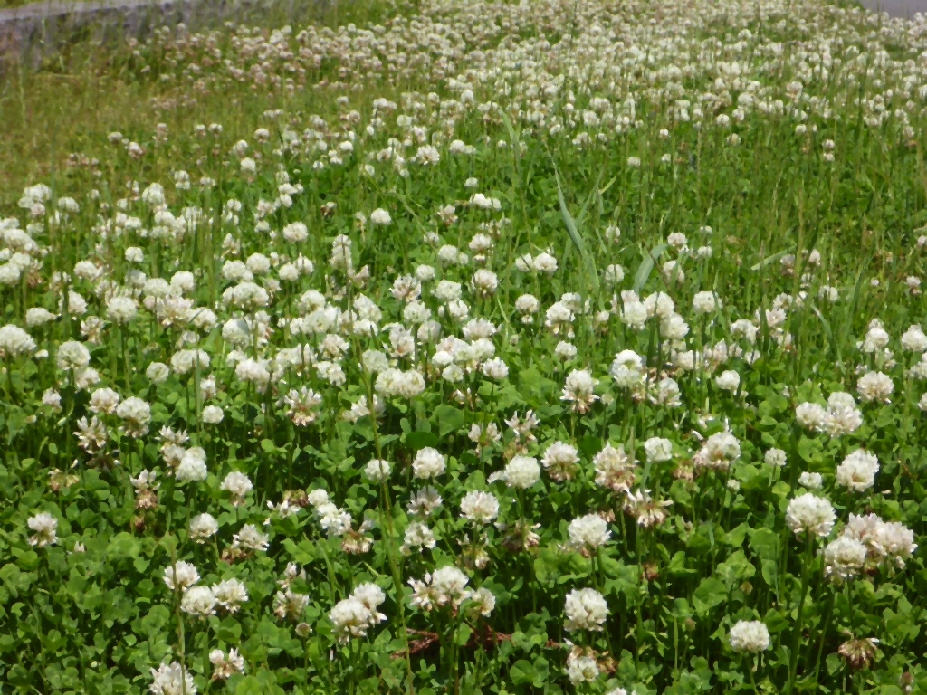 大黒町の花