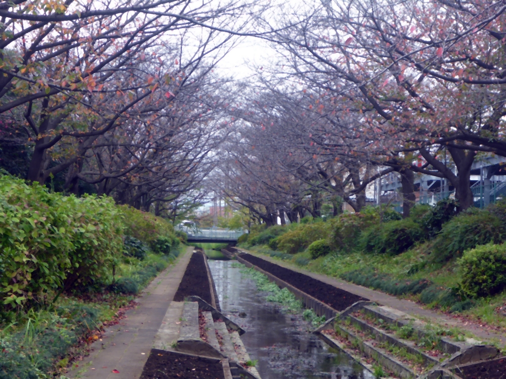 江川せせらぎ緑道