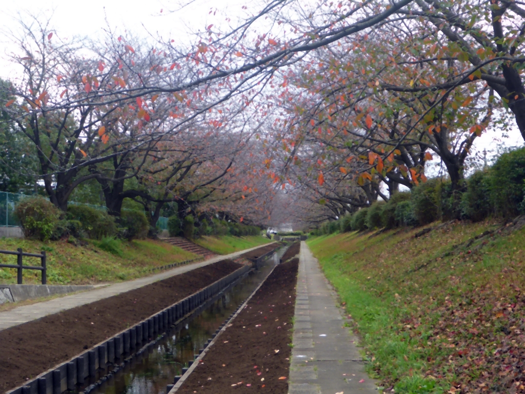 江川せせらぎ緑道