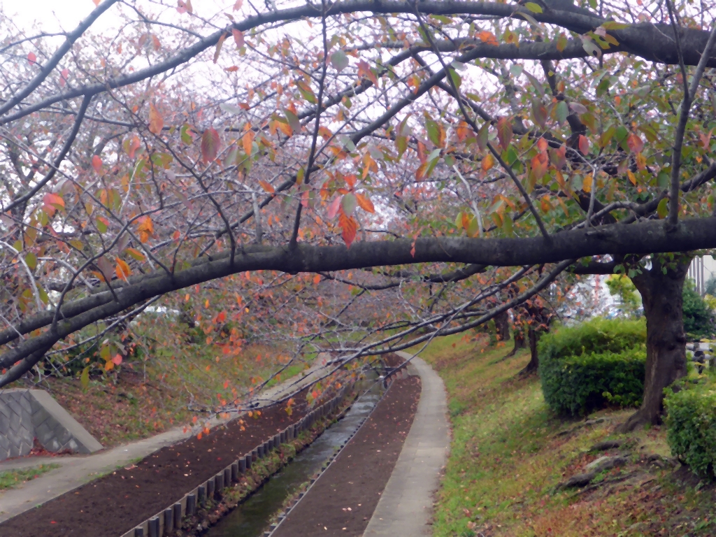 江川せせらぎ緑道